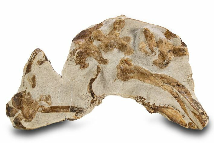Limestone With Disarticulated Fossil Mosasaur Bones & Jaw #334635